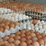 Telur makanan murah dan berkualiti untuk kesihatan